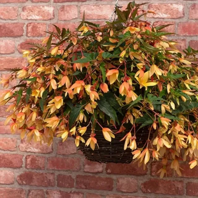 World Botanics Starshine Calypso begonia planten 5 stuks hangmand