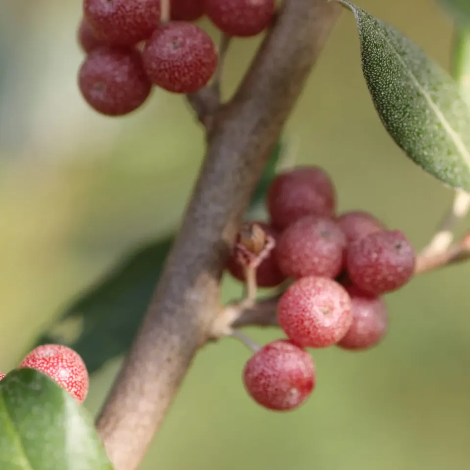 De Tuinen van MergenMetz Sweet n Tart schermolijfwilg plant C1,5