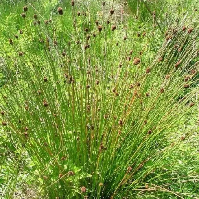 MediGran Juncus conglomeratus zaden biezeknoppen