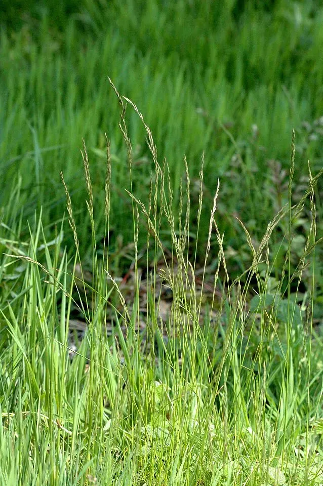MediGran Festuca rubra rood zwenkgras graszaad schraal