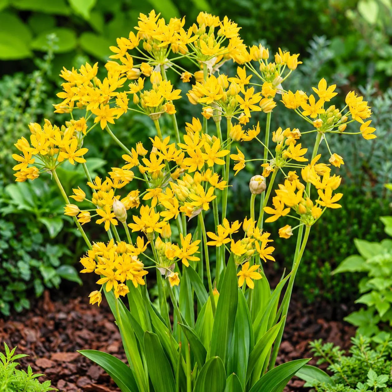 World Botanics Cottage Garden mix allium bloembollen 50 stuks