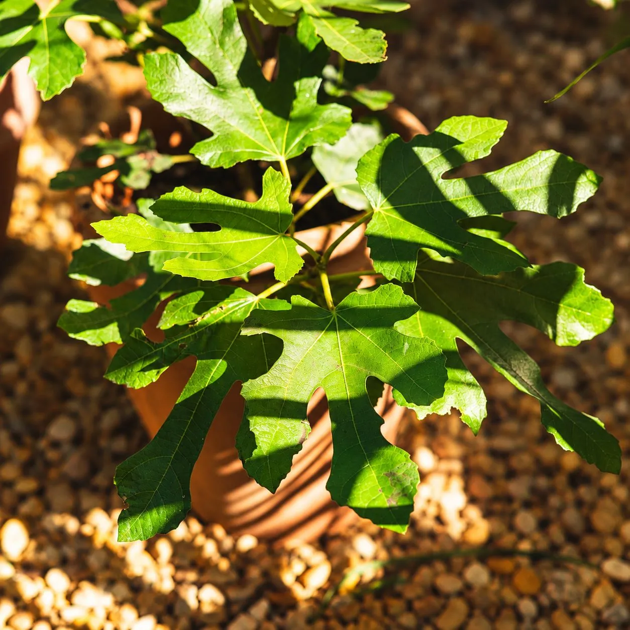 World Botanics Fig Little Miss Figgy vijgenplant 1 x 9 cm pot