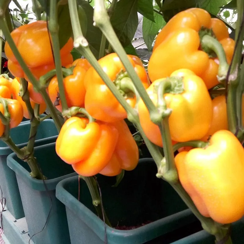 AutoPot Easy2grow bewateringssysteem 2 potten 47L