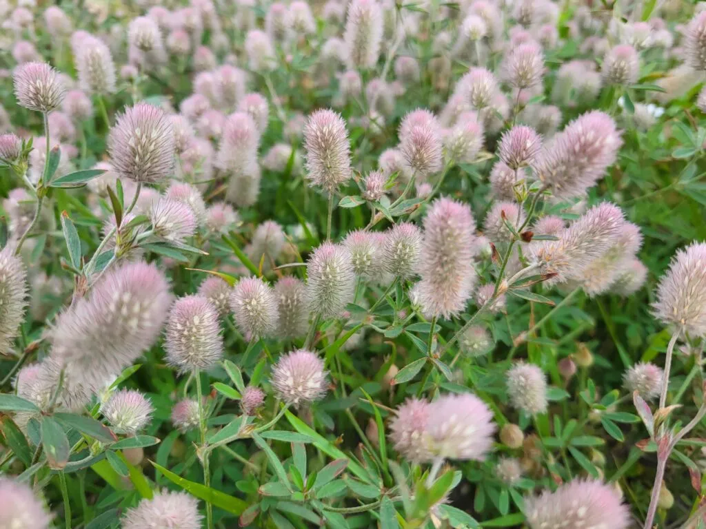 MediGran Trifolium arvense Hazenpootje zaden onbespoten