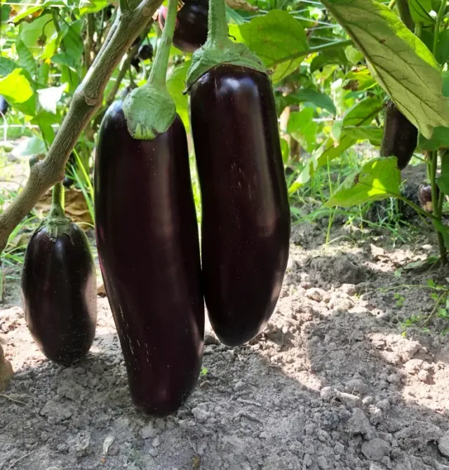 Vitale Rassen Astrakom buiten-aubergine zaden