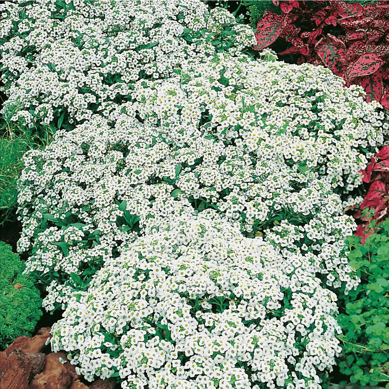 World Botanics Carpet of Snow alyssum bloemzaden wit
