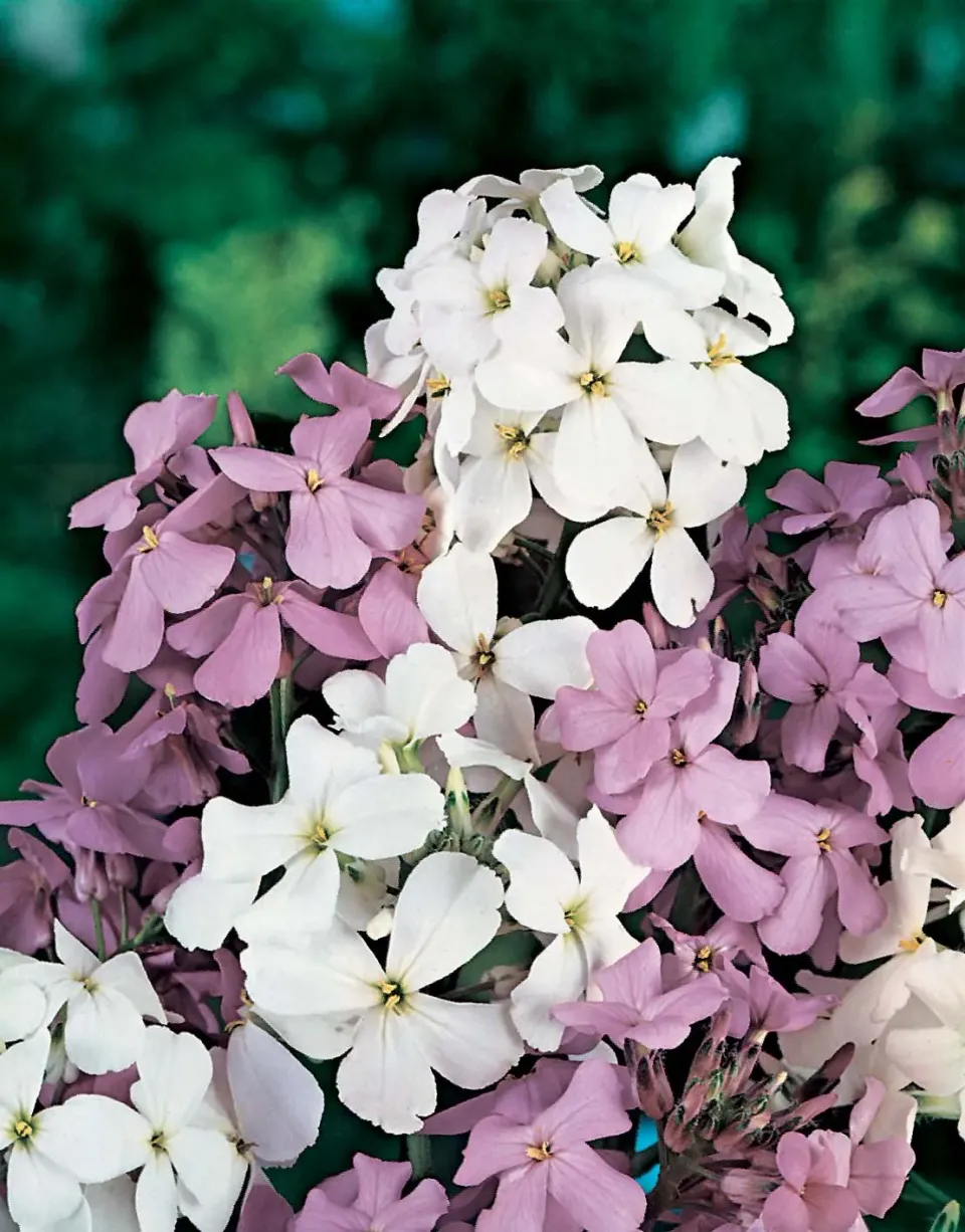 World Botanics Damasbloem Mixed bloemzaden paars geurend
