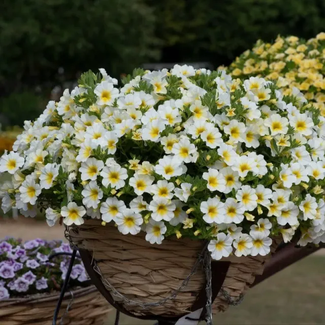 World Botanics Sunlight calibrachoa 5 jonge planten wit