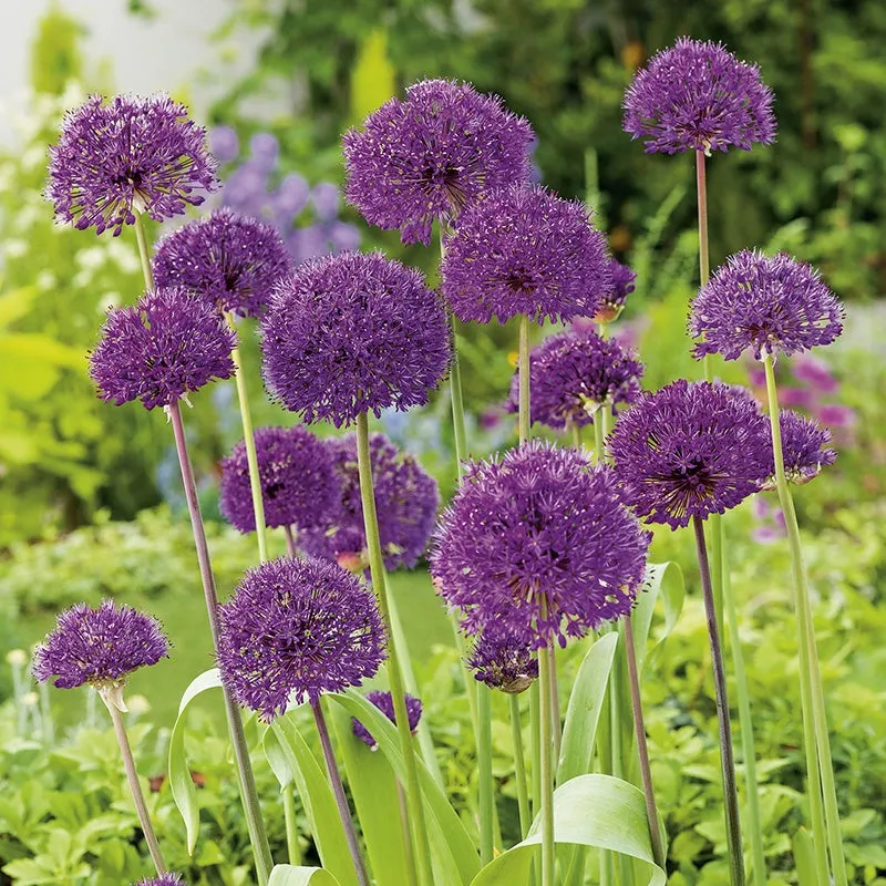 World Botanics Purple Sensation sierui bollen 15 stuks paars