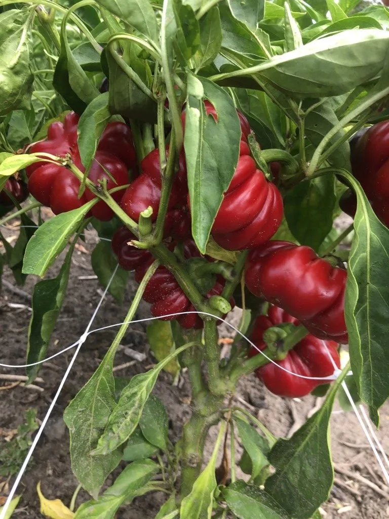 Vitale Rassen Ronde Hongaarse paprika zaden onbespoten