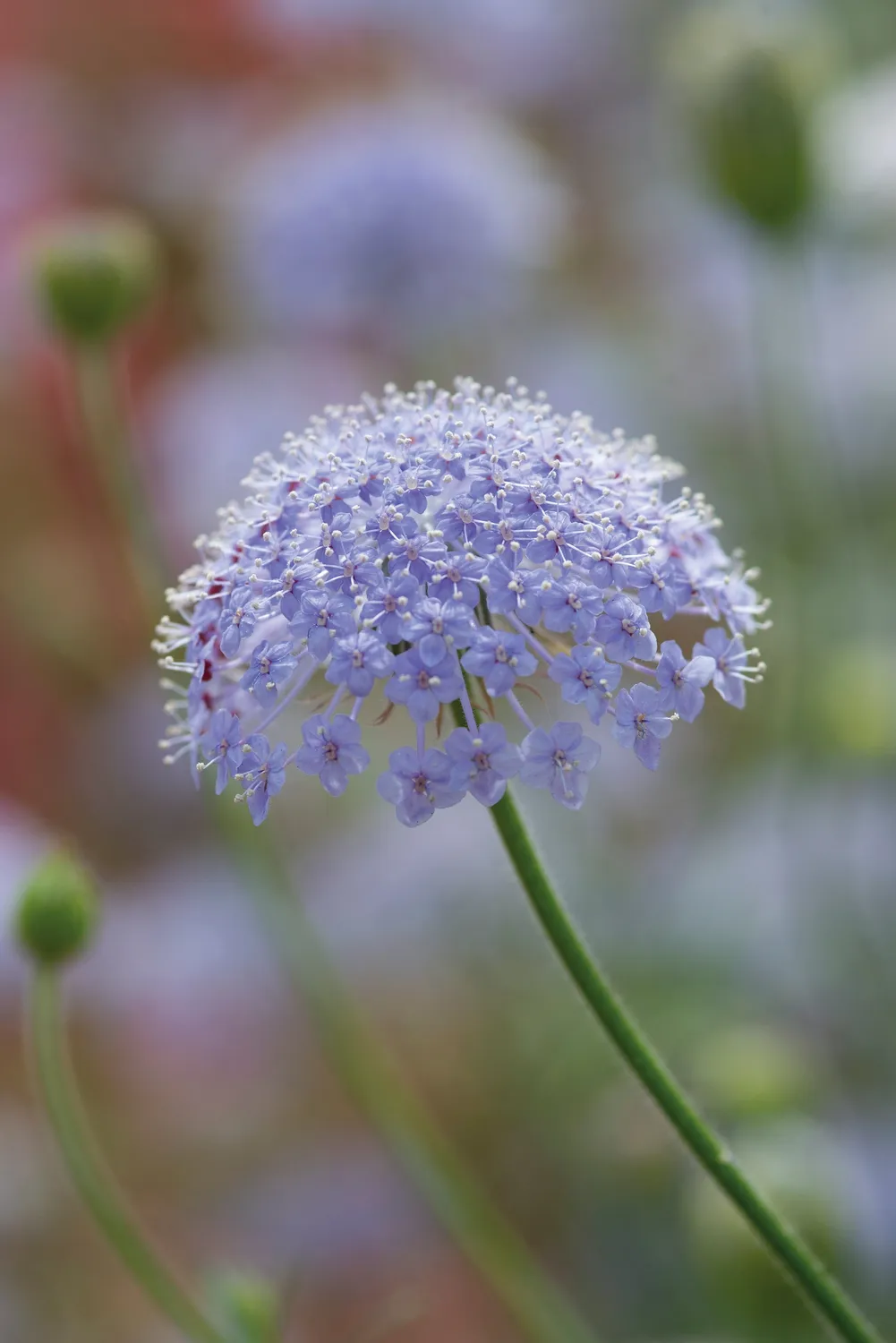 World Botanics Didiscus Blue Lace zaden lichtblauw eenjarig