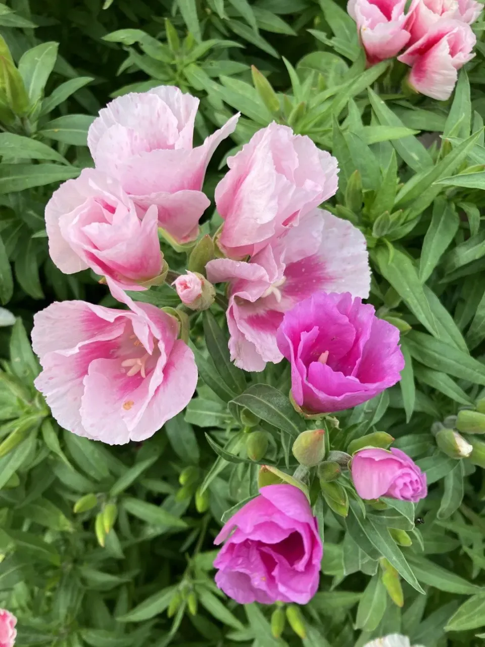 Vitale Rassen Zomerazalea Grace mix zaden onbespoten