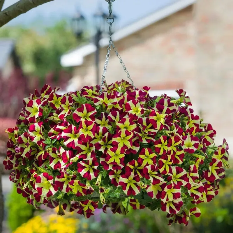 World Botanics Fanfare Heartbreaker petunia 5 jonge planten rood-geel