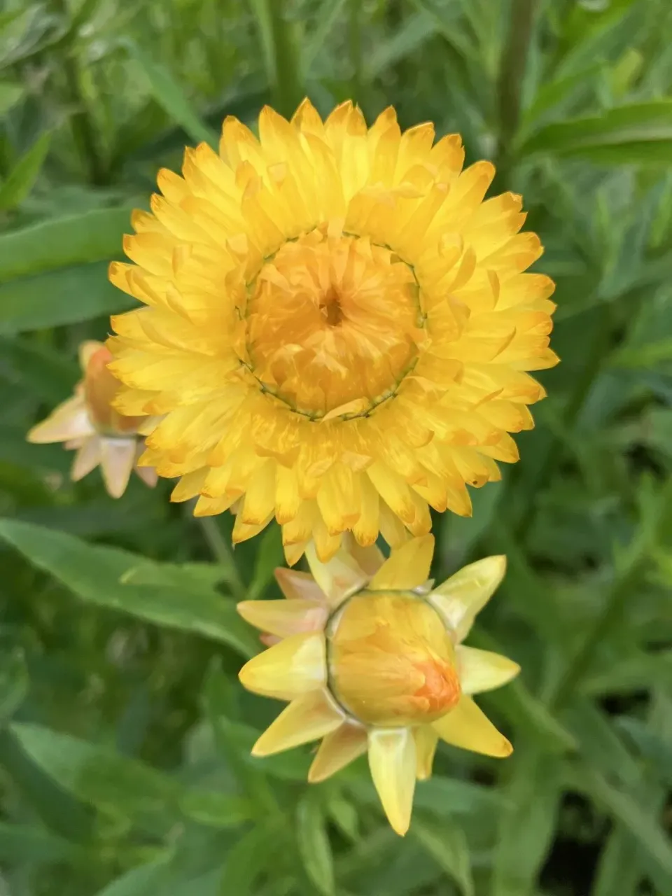 Vitale Rassen Yellow Sunshine strobloem zaden onbespoten