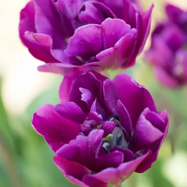 World Botanics Tulip Blue Wow bloembollen 15 stuks dubbelbloemig
