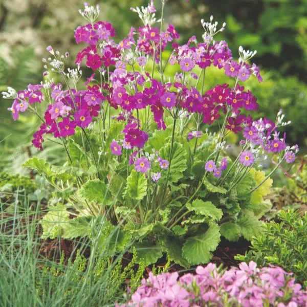 World Botanics Miller's Crimson sleutelbloem plant 9 cm pot rood