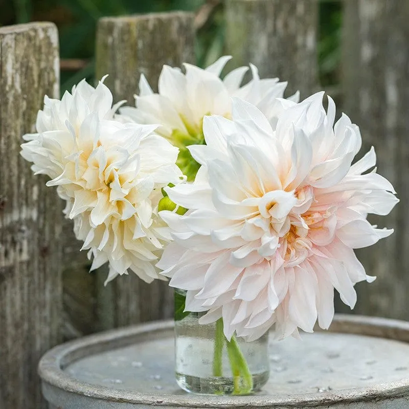 World Botanics Café au Lait dahlia knol crème 1 stuk