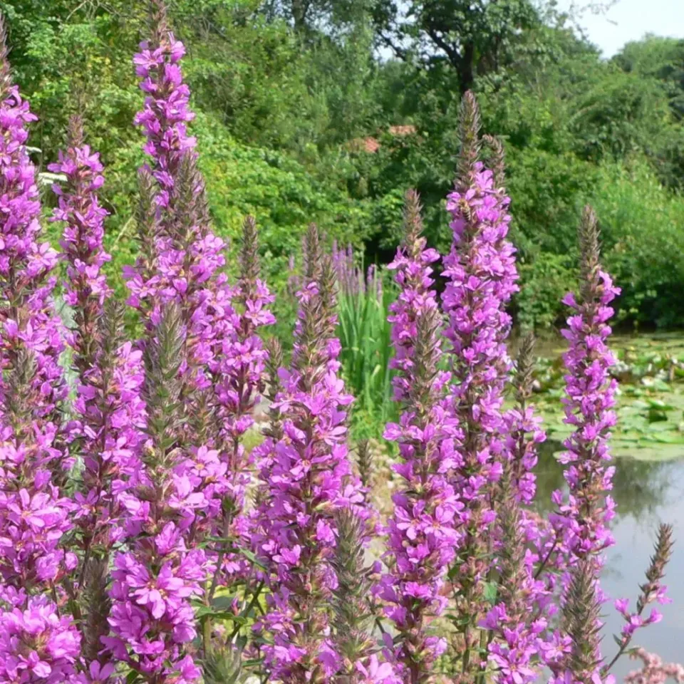 MediGran Lythrum salicaria grote kattenstaart zaden onbespoten
