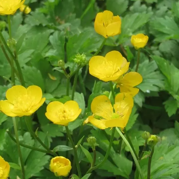 MediGran Ranunculus repens Kruipende boterbloem zaden