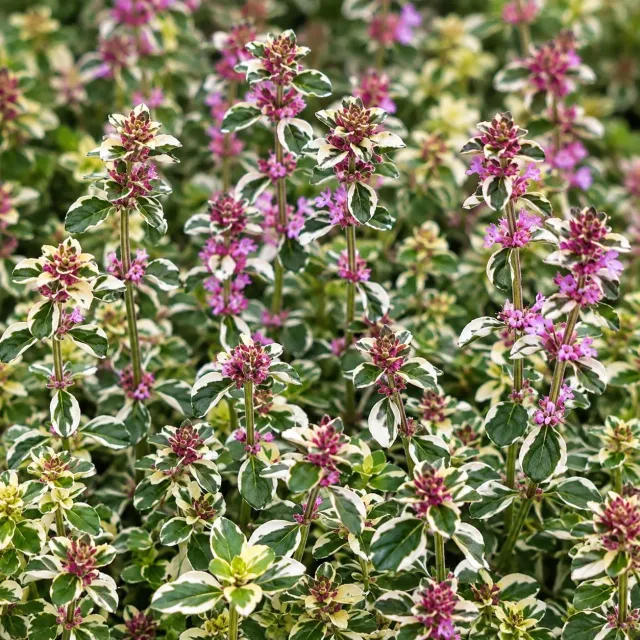 Johnsons Foxley tijm planten 3x 9cm pot