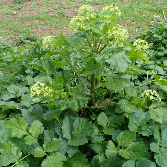 MergenMetz Zwartmoeskervel Smyrnium olusatrum zaden 50 stuks