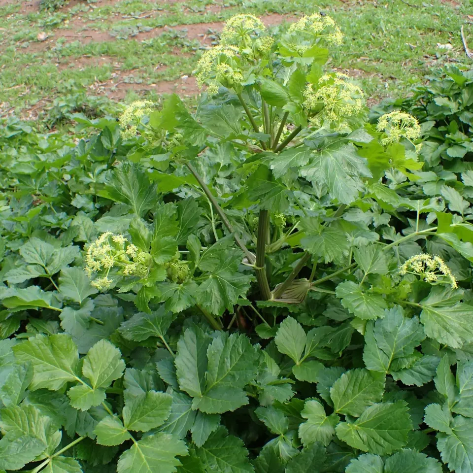 MergenMetz Zwartmoeskervel Smyrnium olusatrum zaden 50 stuks