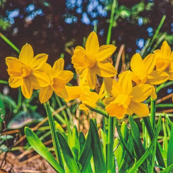 World Botanics Pseudonarcissus narcisbollen geel 15 st