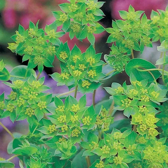 World Botanics Bupleurum Rotundifolium bloemzaden geelgroen