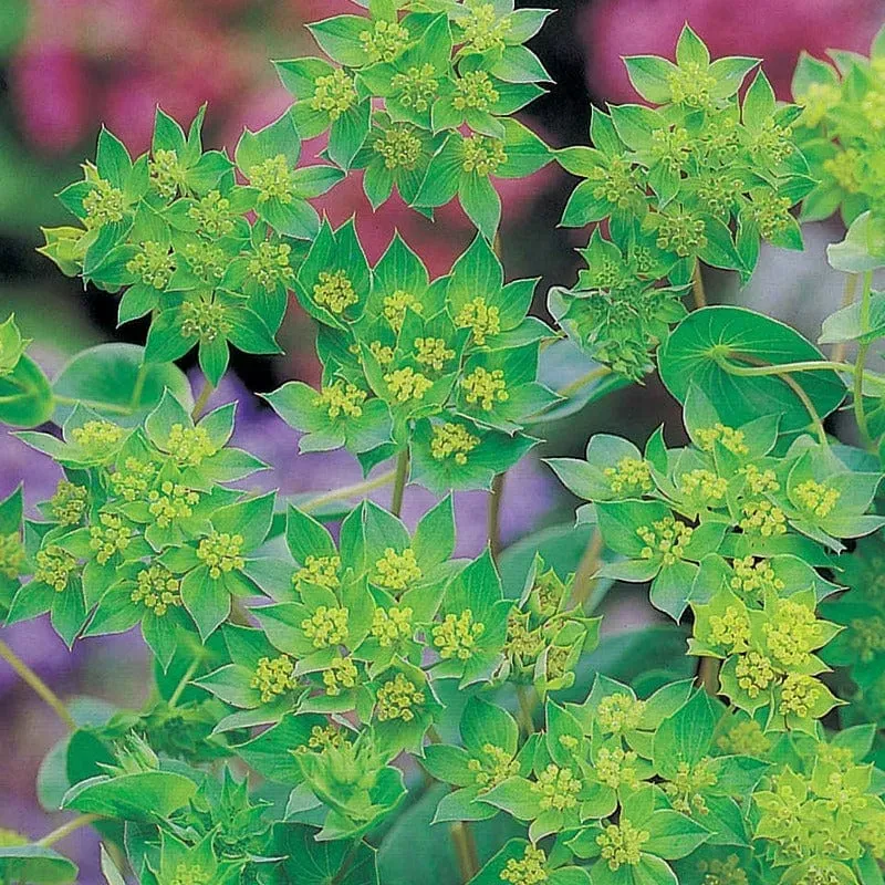 World Botanics Bupleurum Rotundifolium bloemzaden geelgroen