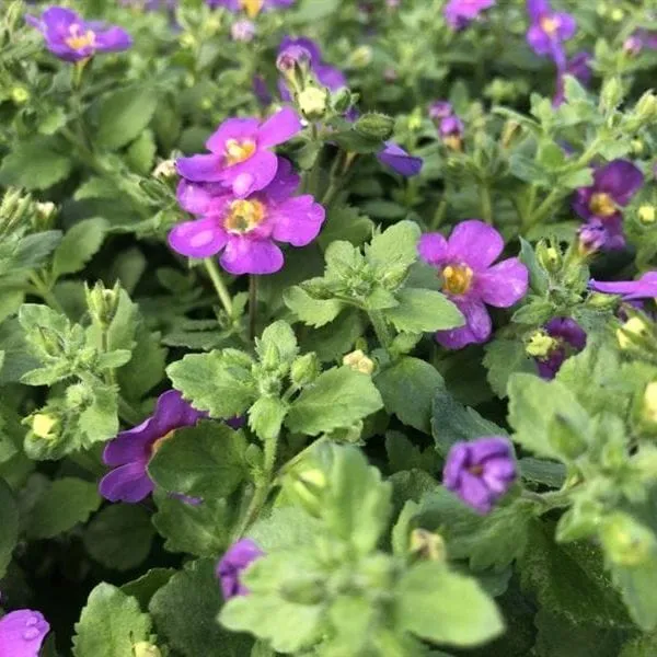 World Botanics Bacopa Purple bloemplanten 15 jonge planten