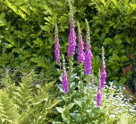 MediGran Schaduwflora HD-63 bloemenzaden droge kalkgrond