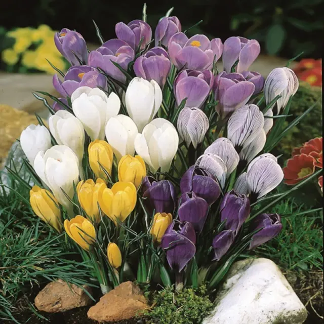 World Botanics Crocus Species Mixed bloembollen 50 stuks vroeg