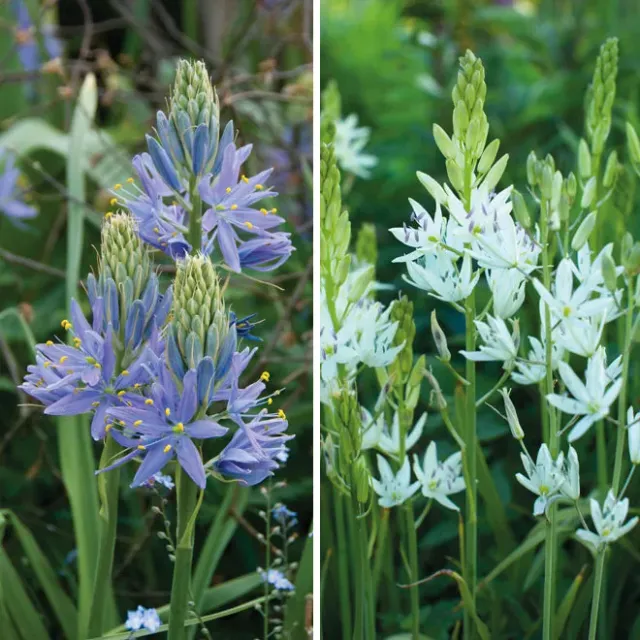 World Botanics Camassia bloembollen wit blauw 20 stuks