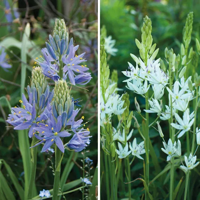 World Botanics Camassia bloembollen wit blauw 20 stuks