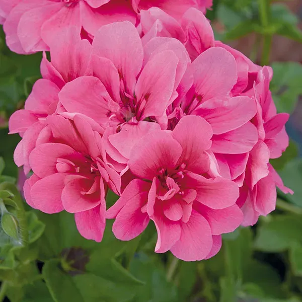 World Botanics Sunflair Josina Hot Pink geranium 5 planten