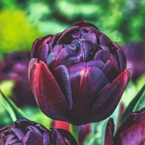 World Botanics Tulip Black Hero bloembollen 15 stuks donker