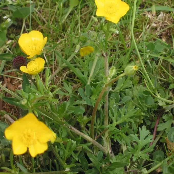 MediGran Knolboterbloem Ranunculus bulbosus zaden onbespoten