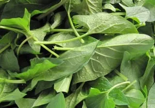 De Tuinen van MergenMetz Brave Hendrik plant vaste spinazie