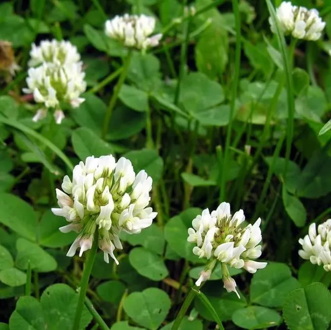 MediGran Trifolium repens witte klaver zaden onbespoten
