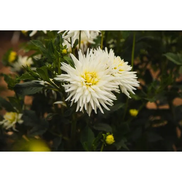 World Botanics My Love dahlia plant wit cactus