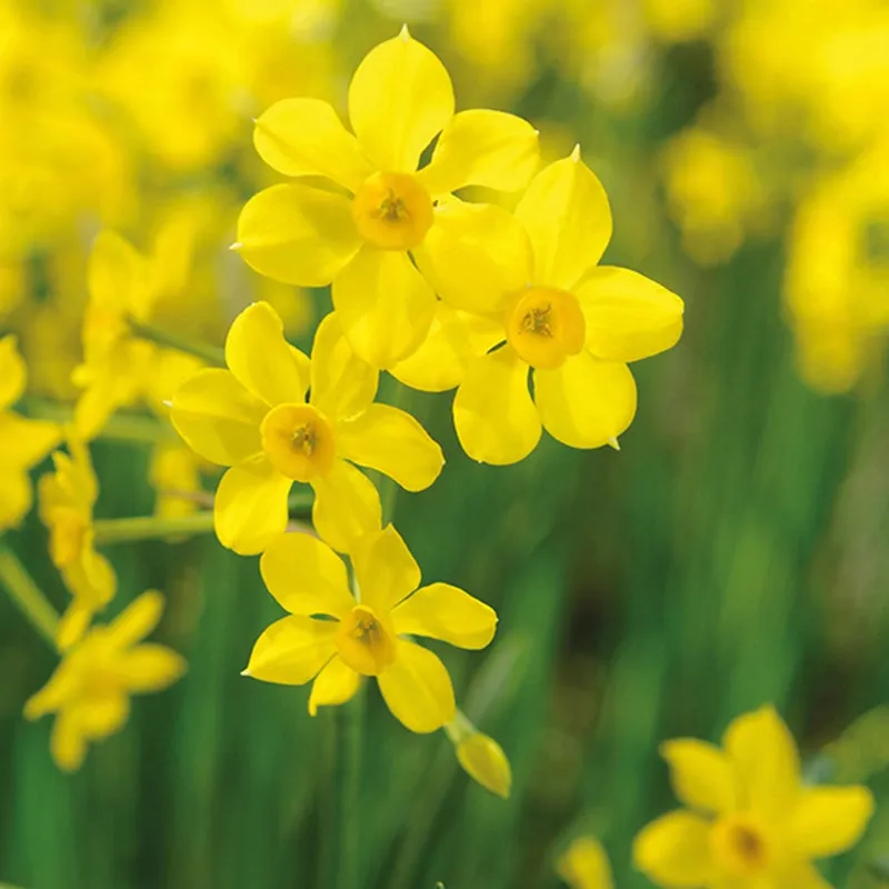 World Botanics Successional narcissen bloembollen 45 stuks