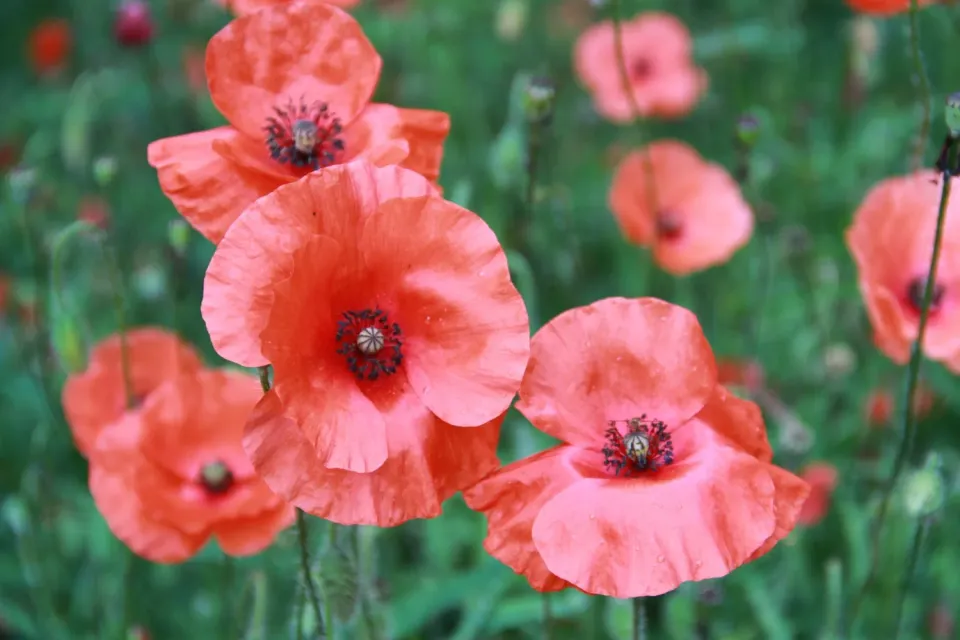 Vitale Rassen Klaproos bloemzaden onbespoten