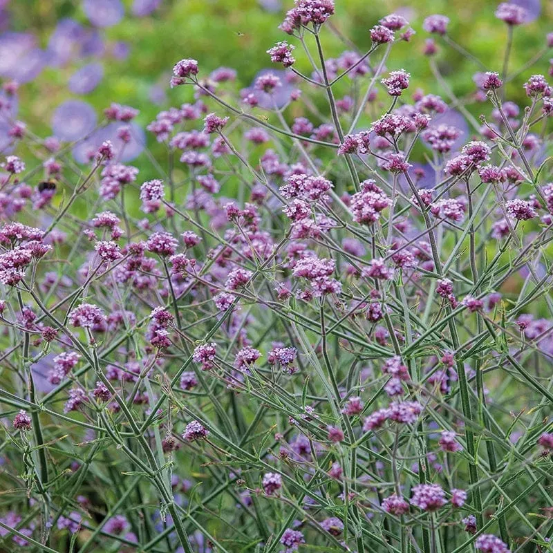 World Botanics Bonariensis verbena 15 tuinplanten lila