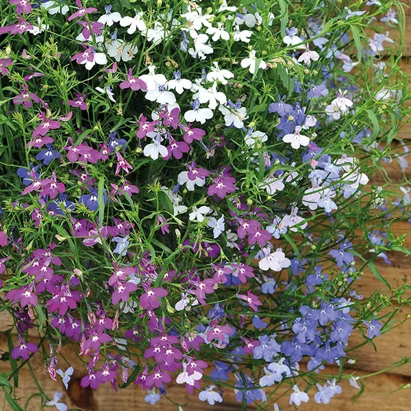 World Botanics Wonderfall Mixed lobelia planten 30 stuks gemengd