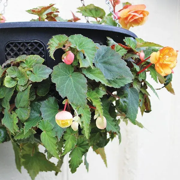 World Botanics Easi Plant hangmand 12 inch 2 stuks