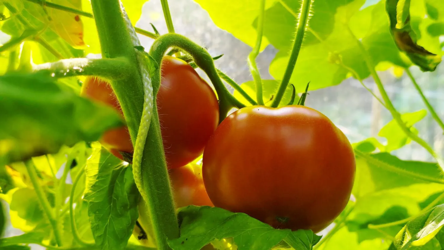 De Tuinen van MergenMetz Tomaat Aurora tomatenzaden 15 stuks