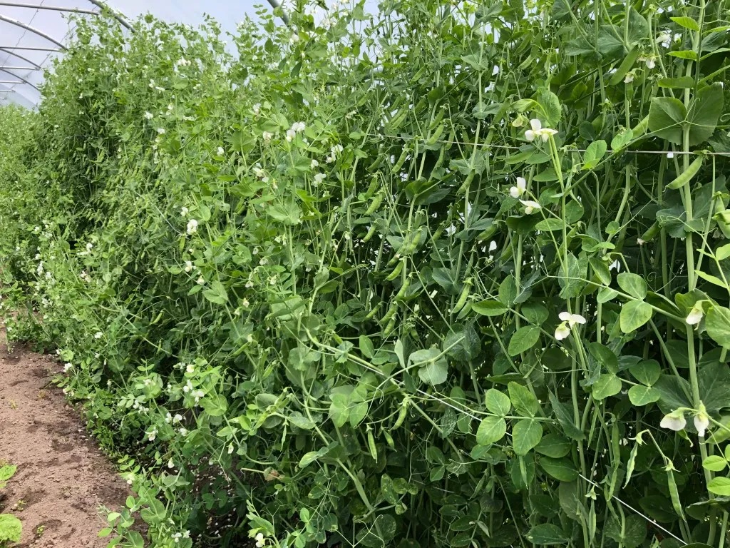 Vitale Rassen Sugar snaps hoog zaden onbespoten