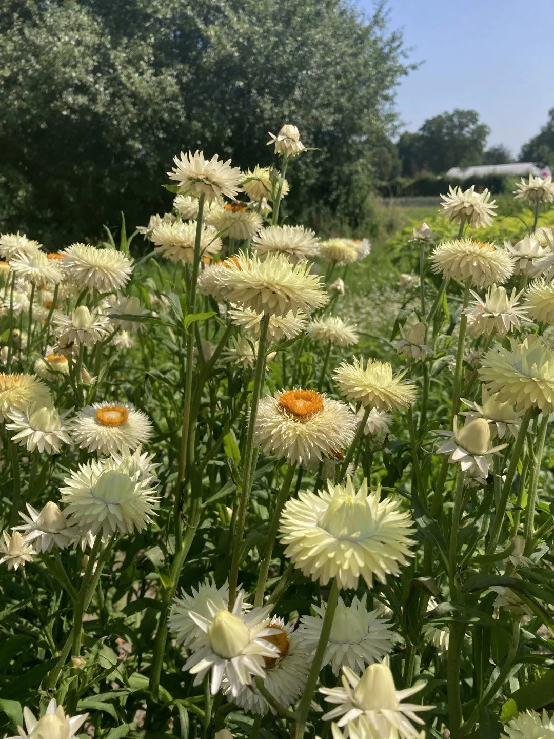 Vitale Rassen Strobloem Creamy White zaden onbespoten