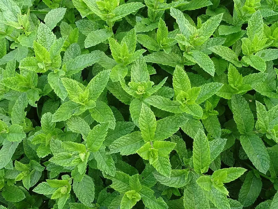 De Tuinen van MergenMetz Marokkaanse munt plant aromatisch
