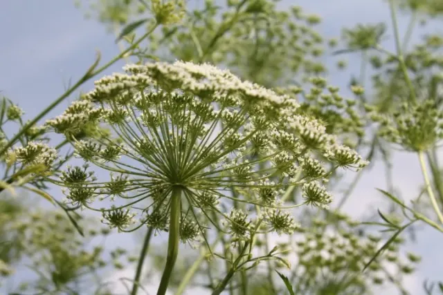 Vitale Rassen Groot akkerscherm bloemzaden onbespoten